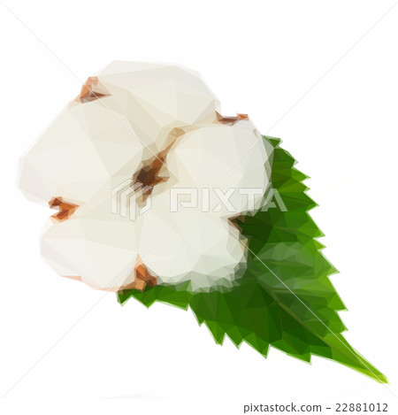 Cotton plant bud 22881012