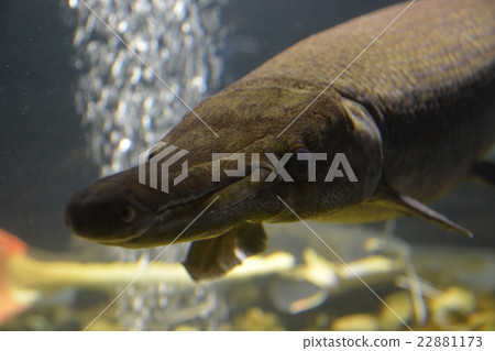 Alligator gar Alligator gar 22881173