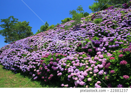 Hydrangea field and blue sky Ⅲ 22881237