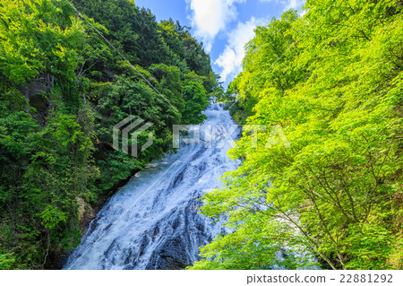 日光新鮮的綠色瀑布 22881292
