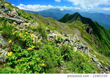 南阿爾卑斯山的高山植物·Senjogatake山和Osengogake山的山脊線 南阿爾卑斯山的高山植物·Senjogatake山和Osengogake山的山脊線 22881530