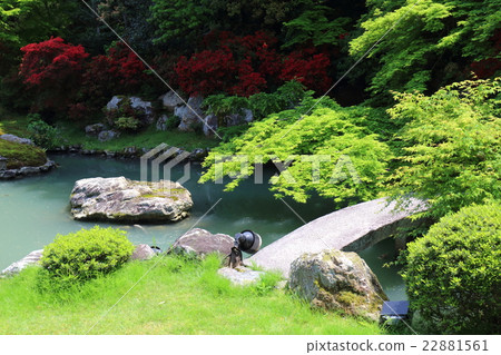 Aomiya的花園,在初夏的京都藍蓮花 Aomiya的花園,在初夏的京都藍蓮花 22881561