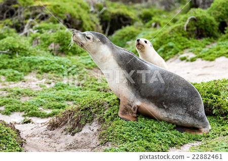 newborn australian sea lion on bush background newborn australian sea lion on bush background 22882461