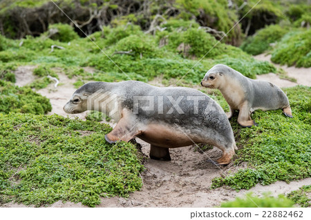 newborn australian sea lion on bush background newborn australian sea lion on bush background 22882462