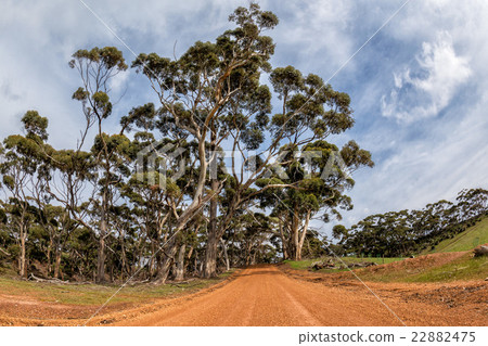 australia red road in eucalyptus forest on sunny day 22882475