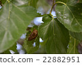 Cicadas close to the casks 22882951