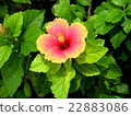 芙蓉（塞班島） 22883086