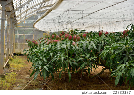 Mango before harvest 22883387