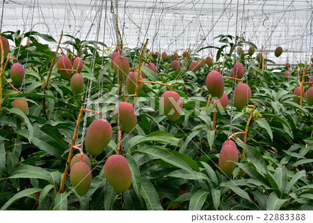 Mango before harvest 22883388