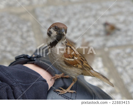 A sparrow of Hibiya Park, too passionate 22883415