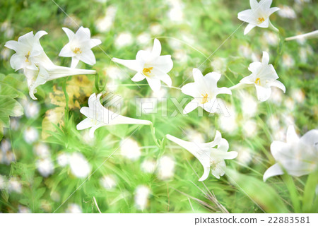 Lily of Tepopura 22883581