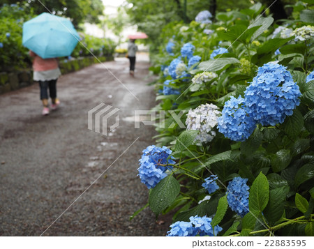 Hydrangea · rainy season 22883595