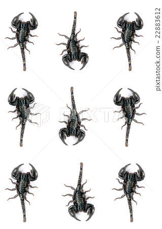 Black Scorpion isolated on white background. 22883612