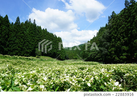 岡田谷的半夏學生（奈良縣蔚鄉村） 22883916