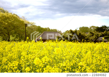 國有的日立海灘公園 22884082