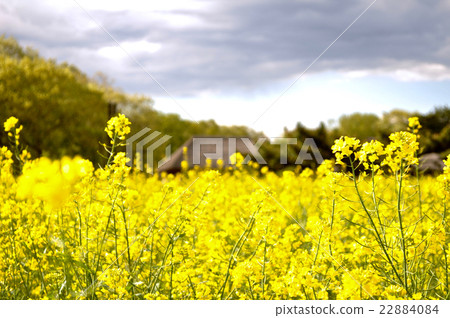 國有的日立海灘公園 國有的日立海灘公園 22884084