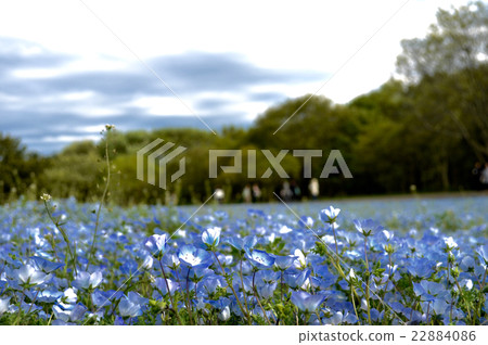 國有的日立海灘公園 國有的日立海灘公園 22884086