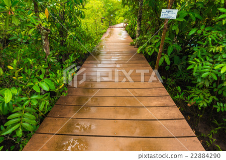 Long wood pathway in Mangrove forest Long wood pathway in Mangrove forest 22884290