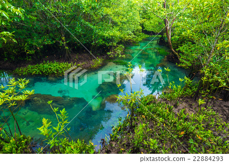 Flooded trees in mangrove rain forest. Flooded trees in mangrove rain forest. 22884293