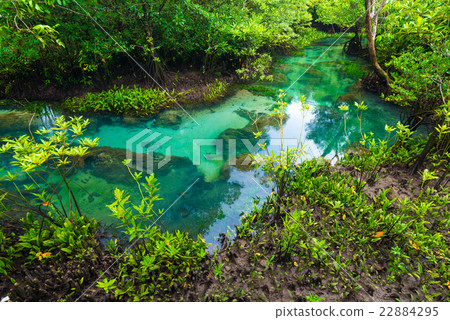 Flooded trees in mangrove rain forest. Flooded trees in mangrove rain forest. 22884295