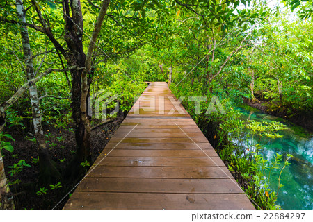Long wood pathway in Mangrove forest Long wood pathway in Mangrove forest 22884297