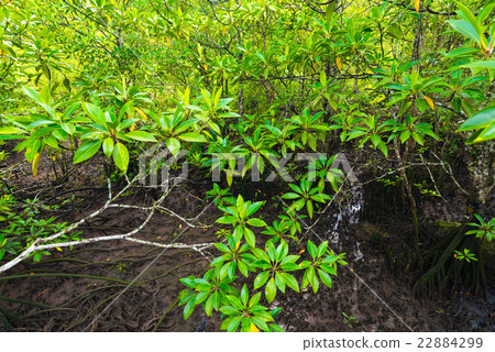 Flooded trees in mangrove rain forest. Flooded trees in mangrove rain forest. 22884299