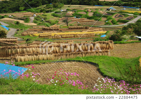 Autumn rice terraces 22884475