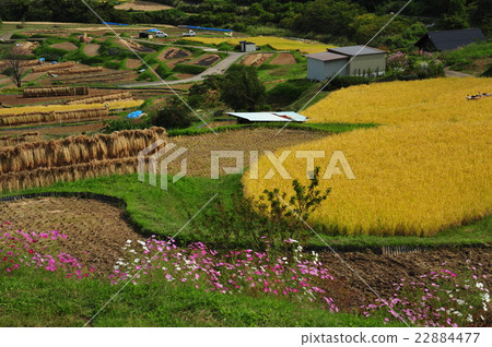 Autumn rice terraces Autumn rice terraces 22884477
