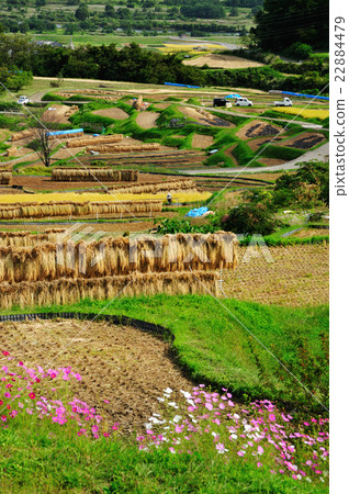 Autumn rice terraces 22884479