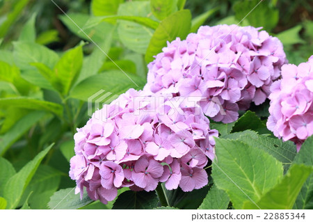 Hydrangea 22885344
