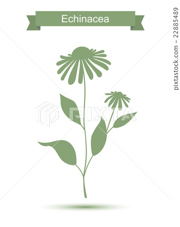 Echinacea plant with flowers silhouette Echinacea plant with flowers silhouette 22885489