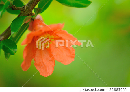 Pomegranate flower 22885931