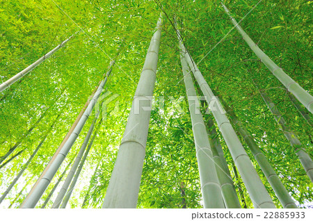  Bamboo grove 22885933
