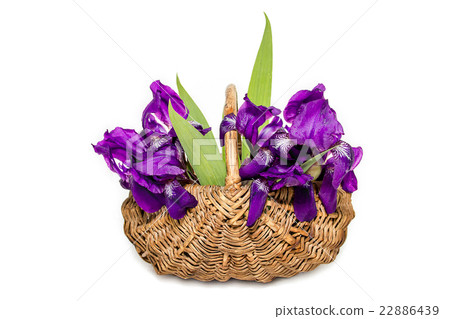 Irises in a basket on a white background Irises in a basket on a white background 22886439