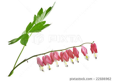 Dicentra spectabilis flower Dicentra spectabilis flower 22886962