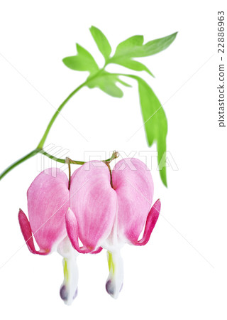 Dicentra spectabilis flower Dicentra spectabilis flower 22886963