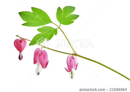 Dicentra spectabilis flower Dicentra spectabilis flower 22886964