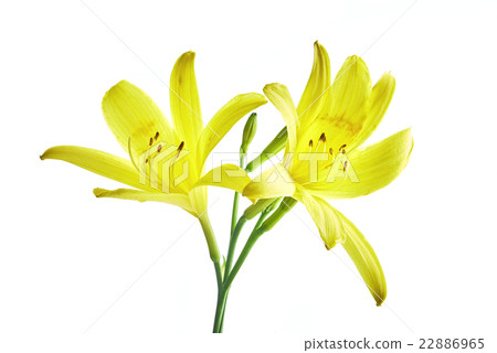 Flower yellow lily Flower yellow lily 22886965