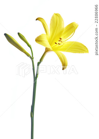 Flower yellow lily Flower yellow lily 22886966