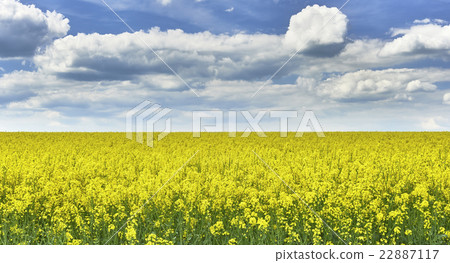 Field with rape Field with rape 22887117