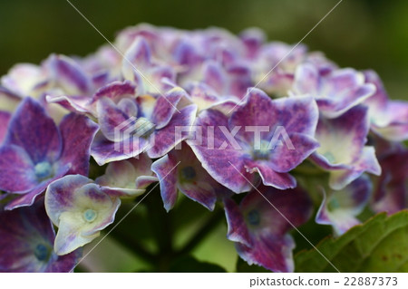 Hydrangea 201604 22887373