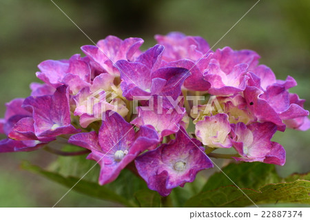 Hydrangea 201605 22887374