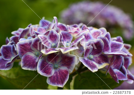 Hydrangea 201609 22887378