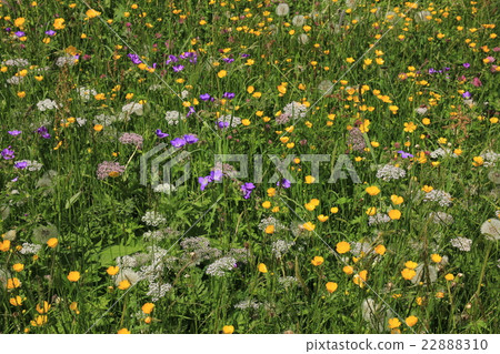 Meadow with wildflowers Meadow with wildflowers 22888310