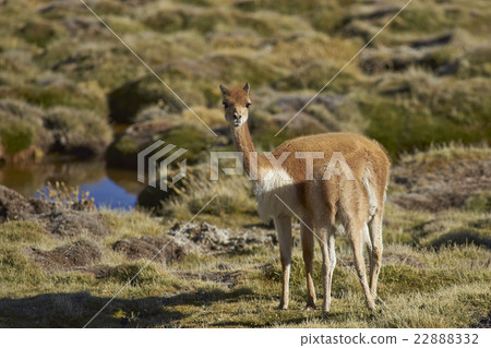 Vicuna and Offspring Vicuna and Offspring 22888332