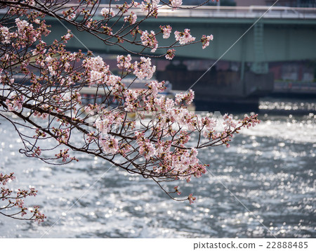 Scenery with cherry blossoms Scenery with cherry blossoms 22888485