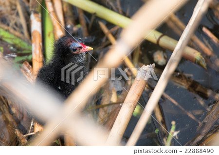 Nestling of common moorhen or Gallinula chloropus 22888490