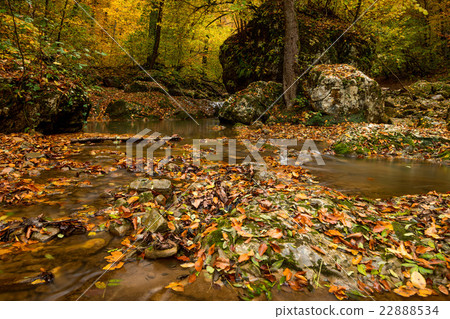 Autumn forest with creek Autumn forest with creek 22888534