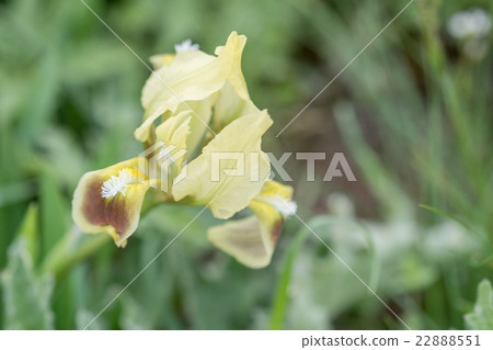 Wild iris blossoms 22888551
