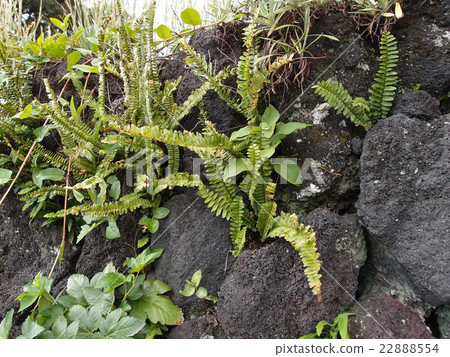 Ishigaki with lava of Hachijojima in Tokyo and tropical plants that grow there Ishigaki with lava of Hachijojima in Tokyo and tropical plants that grow there 22888554